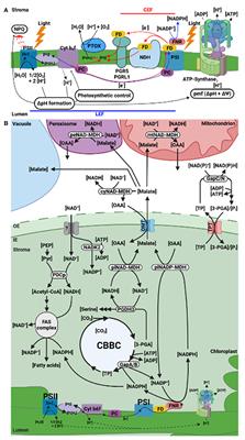 Indirect Export of Reducing Equivalents From the Chloroplast to Resupply NADP for C3 Photosynthesis—Growing Importance for Stromal NAD(H)?